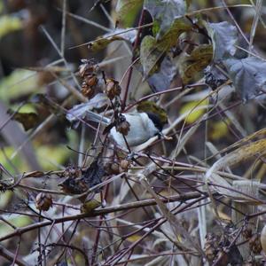 Marsh Tit