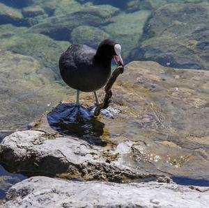 Common Coot