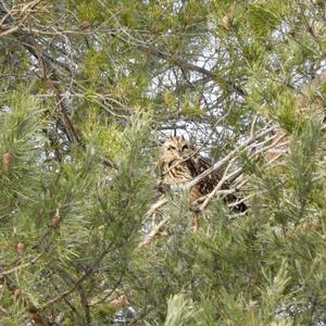 Short-eared Owl