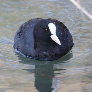 Common Coot