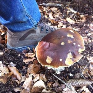 King Bolete