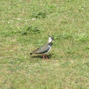 Northern Lapwing