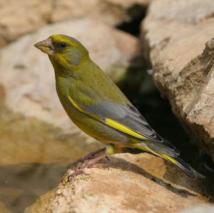 European Greenfinch