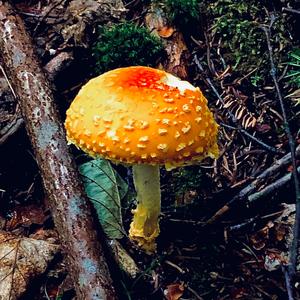 Fly Agaric