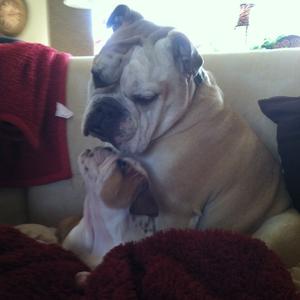 Englische Bulldogge