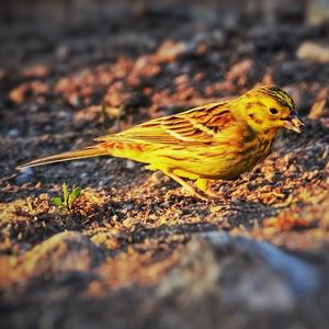 Yellowhammer