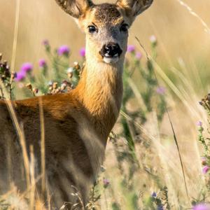 European Roe Deer