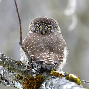 Eurasian Pygmy-owl