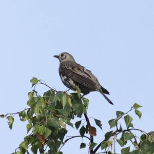 Mistle Thrush