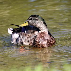 Mallard