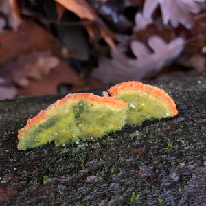 Gill Polypore