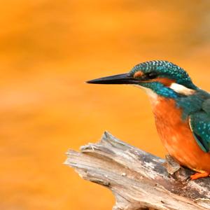 Common Kingfisher