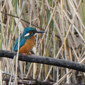 Eisvogel