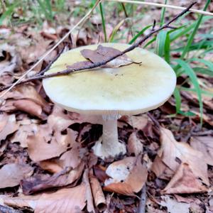 Death Cap