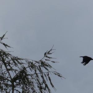 Carrion Crow