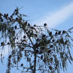 Common Starling