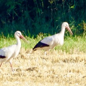 White Stork