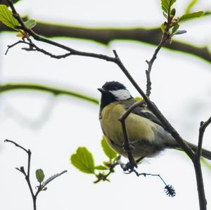 Great Tit