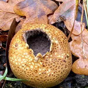 Pigskin Poison Puffball