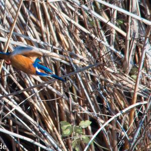 Common Kingfisher