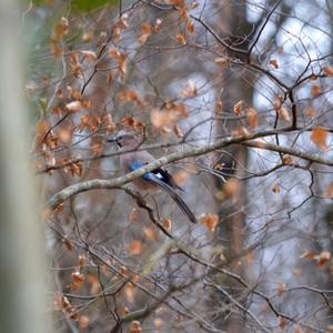 Eurasian Jay