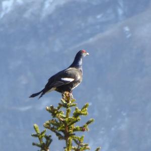 Black Grouse