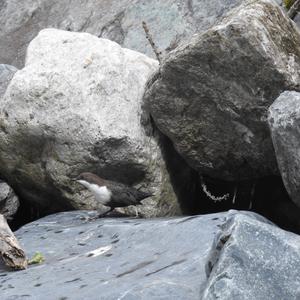 White-throated Dipper