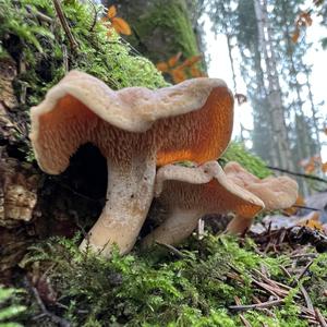 Hedgehog Fungus, Common