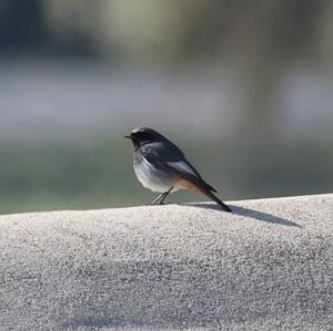 Black Redstart