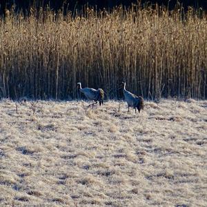 Common Crane