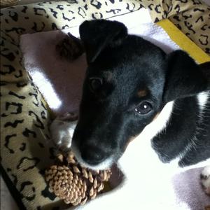Unknown Breed