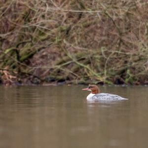 Common Merganser