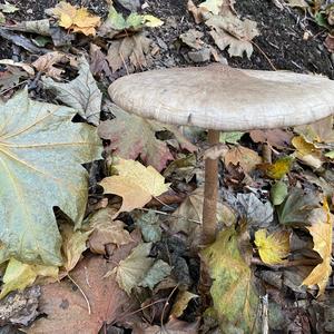 Parasol Mushroom