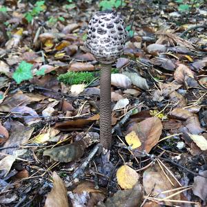 Parasol Mushroom