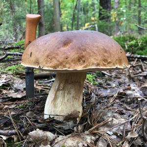 King Bolete