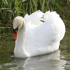 Mute Swan