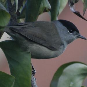 Blackcap