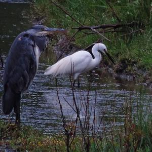 Western Reef-egret