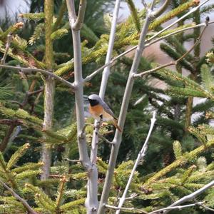 Common Redstart