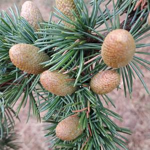 Lebanon Cedar