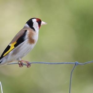 European Goldfinch