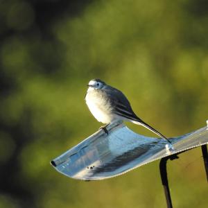 White Wagtail