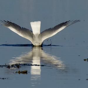 Black-headed Gull