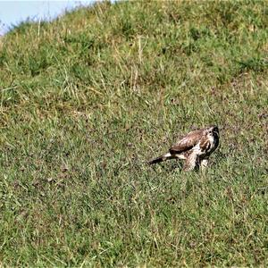 Common Buzzard