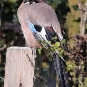 Eurasian Jay