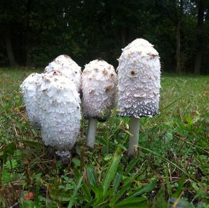 Shaggy Mane