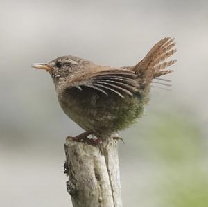 Winter Wren