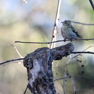 Eurasian Siskin