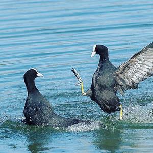 Common Coot