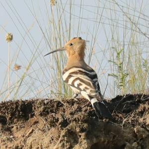 Eurasian Hoopoe